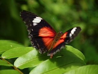 image of Mary M. Hayhoe
