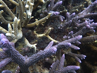 image of Mary M. Hayhoe