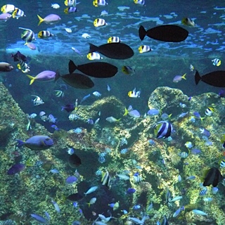 image of Mary M. Hayhoe