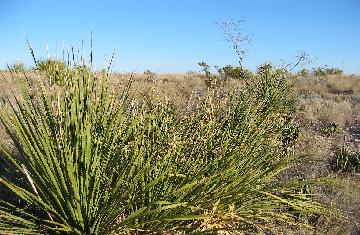 Desert Plant