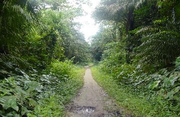 jungle-path.jpg