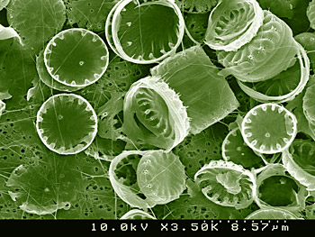Biologist Ed Theriot discovered this new species of Cyclotella diatom (seen here through a scanning electron microscope) in Waller Creek, on the campus of The University of Texas at Austin.