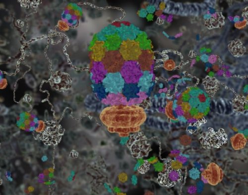 Shows an artistic visualization and modeled snapshot of an infected molecular bacterial cell. 