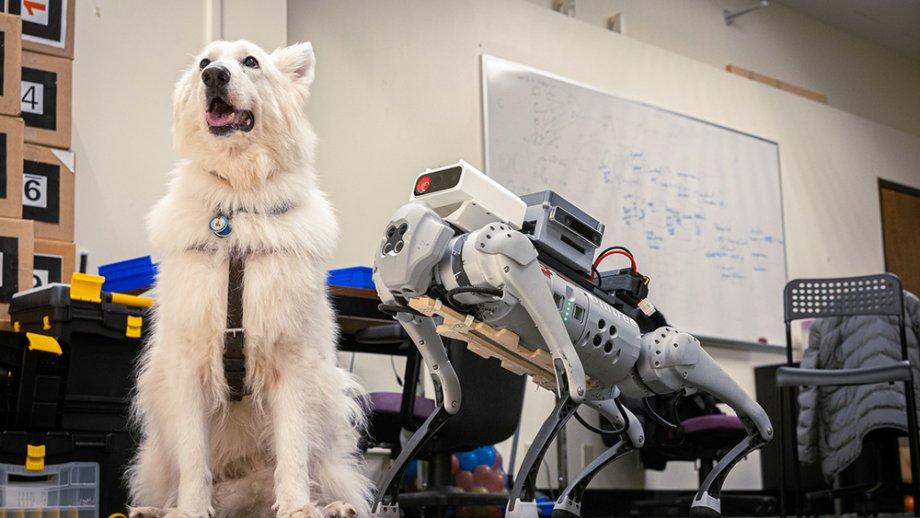 A white german shepherd mix appearing dog standing next to a robotic guide dog.