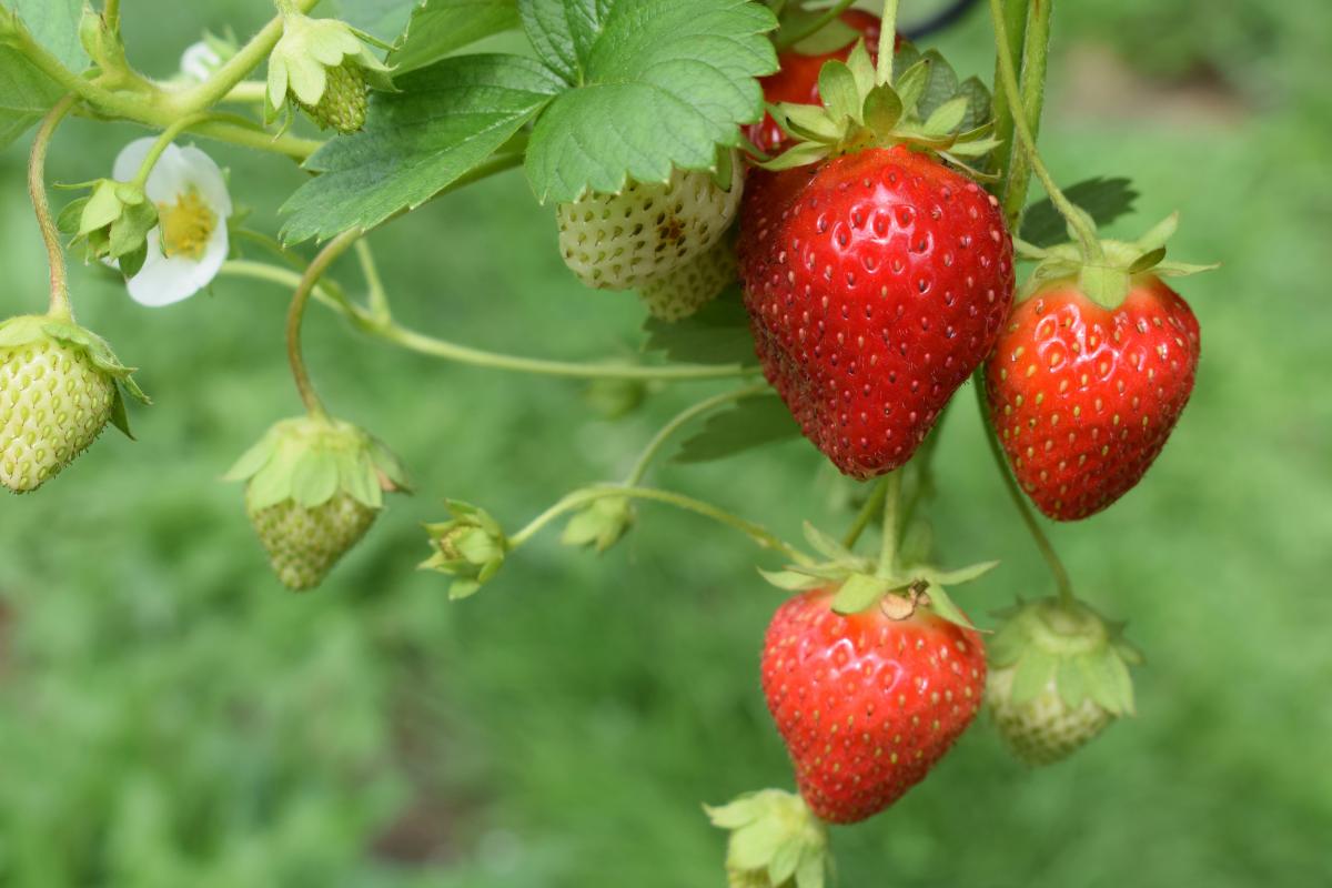 FarmBrain