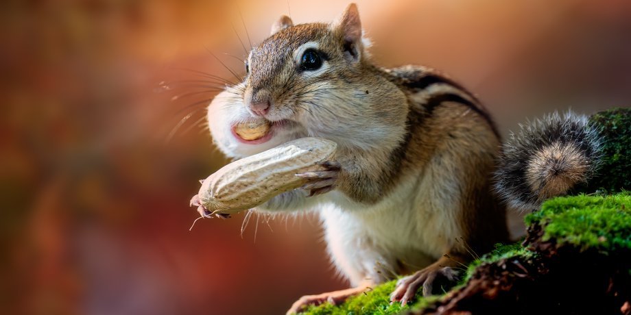 a chipmunk stuffing peanuts into its cheeks