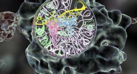 Figure shows a merged multi-scale structurally valid visualization of the ribosome.