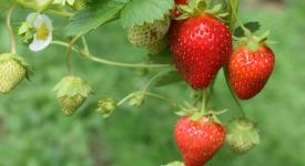 FarmBrain