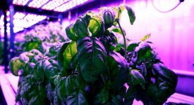 Basil plant in hydroponic growing lab.