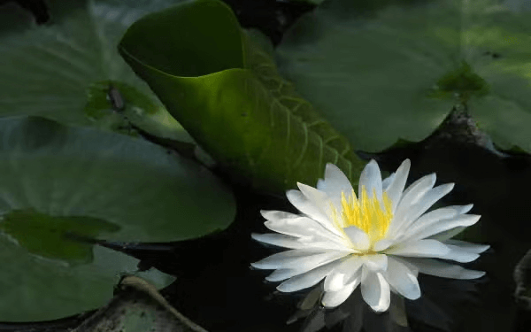 A white water lily floating among green lily pads