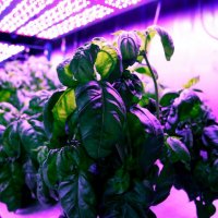 Basil plant in hydroponic growing lab.