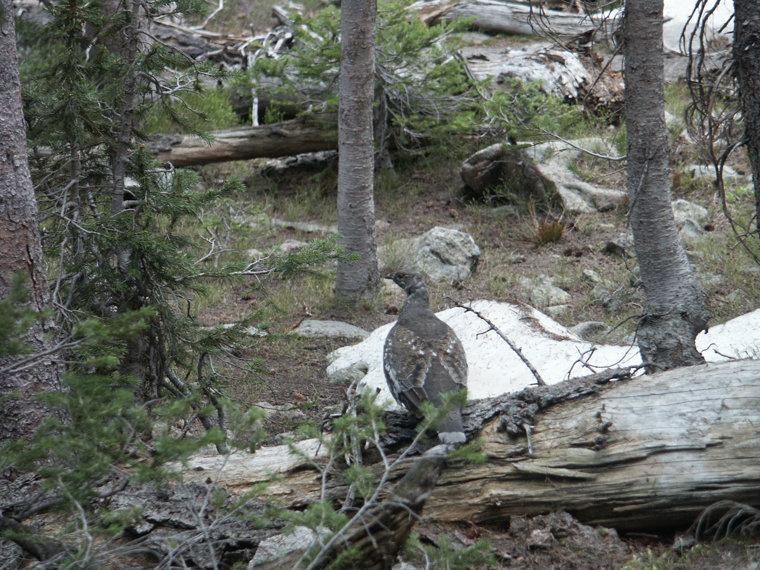 Blue Grouse
