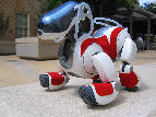 Aibo picture