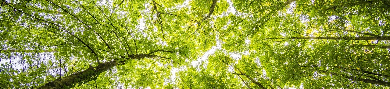 Tree canopy from below