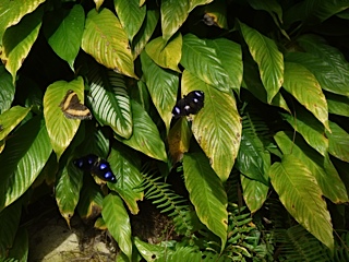 image of Mary M. Hayhoe