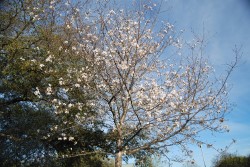 Cherry tree in bloom in 2014.