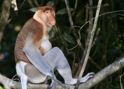 proboscis monkey
