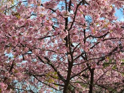 cherry blossoms.
