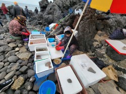 Jeju Island women divers with their catch