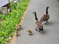 a goose family with goslings