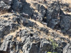 barren landscape of Hells Canyon with elk