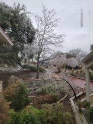 Cherry tree in ice storm.