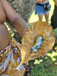 man in Chamorran outfit with Noni tree fruit