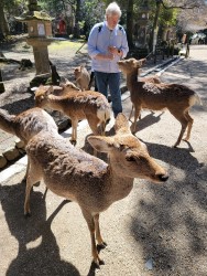 Alan feeding deer in Nara