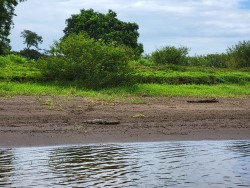 crocadile on river bank