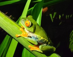 frog
