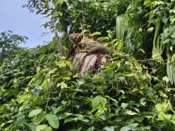 iguana on tree