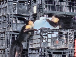 capuchin monkeys causing trouble