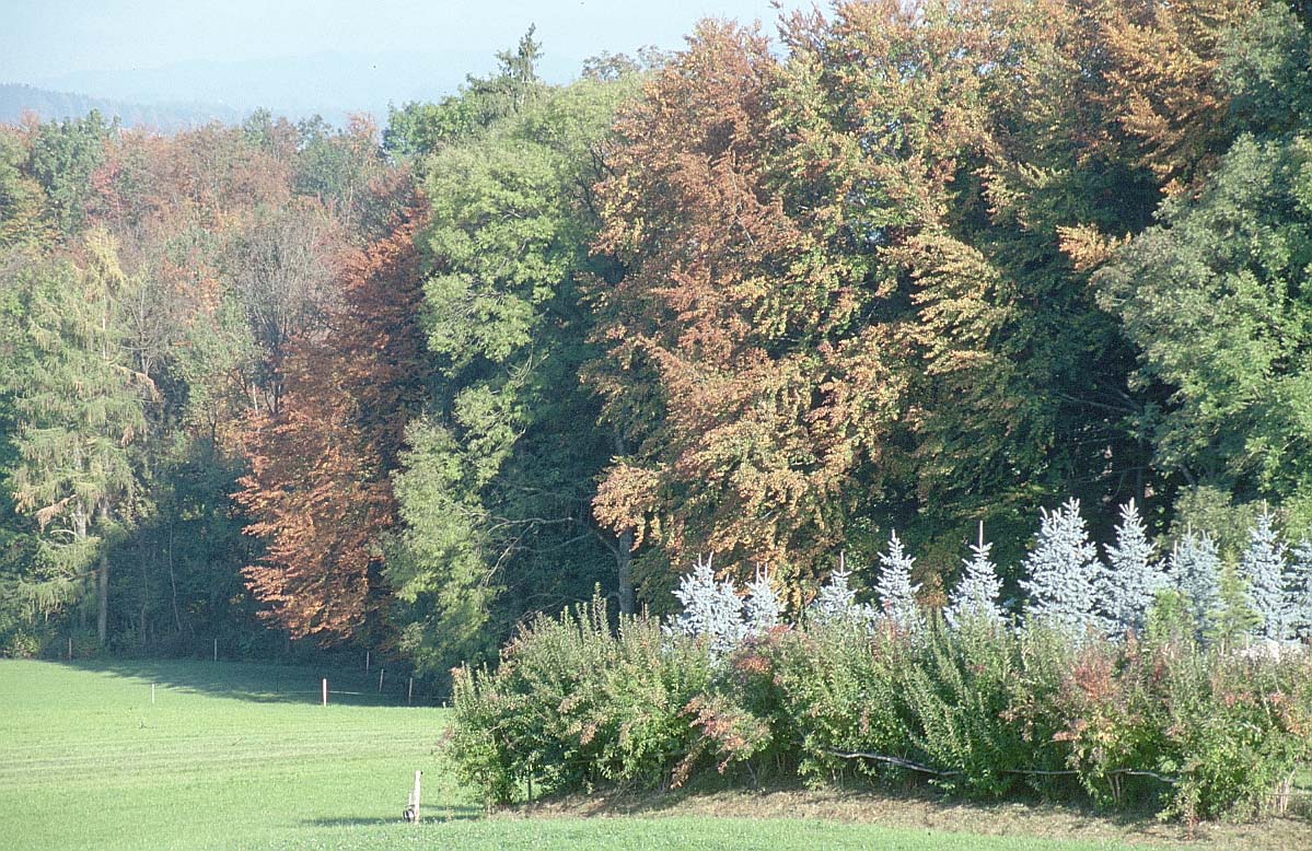 (Picture of a Forest)