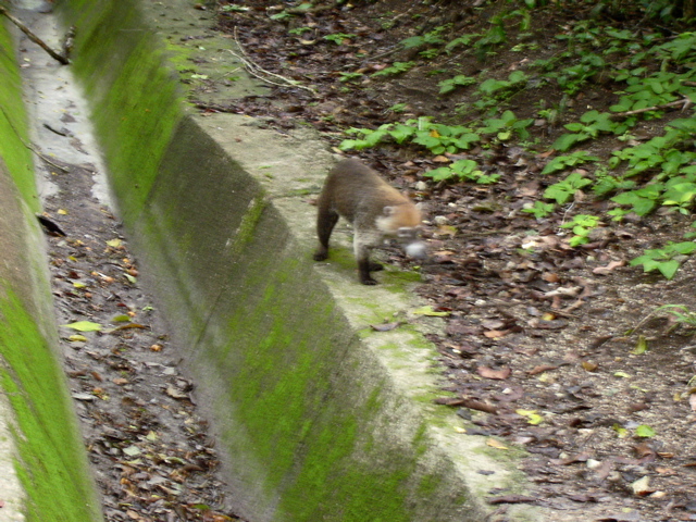 117_117.JPG