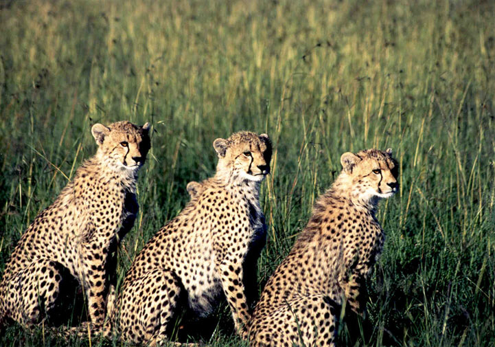 cheetahs.jpg
