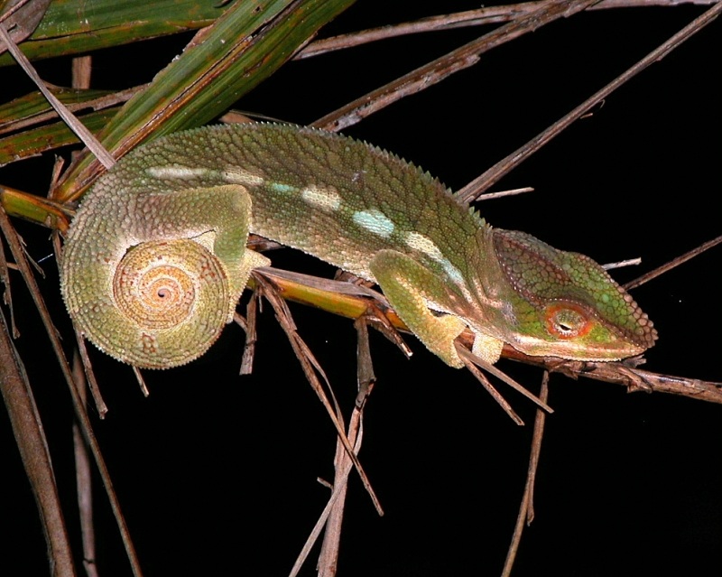 Original image