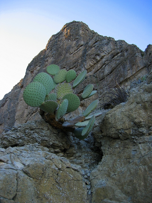 Original image