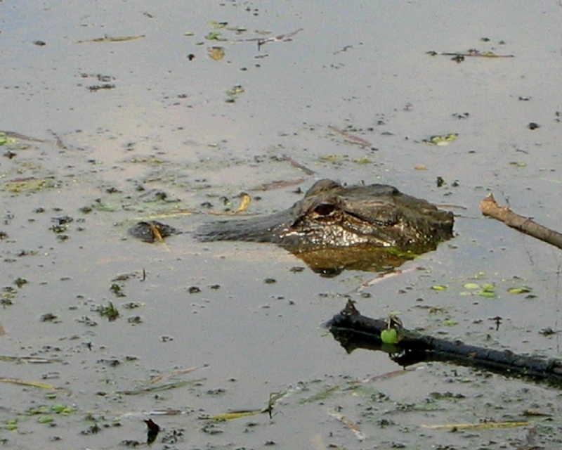 Original image