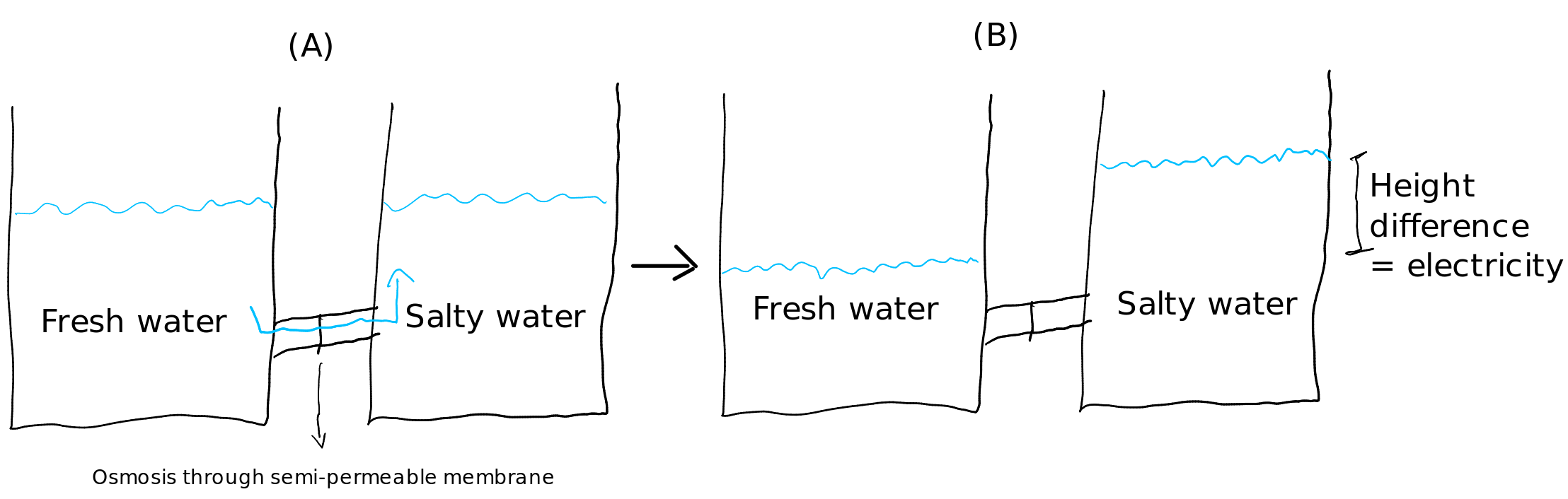 Diagram showing fresh water crossing a semipermeable membrane into salty water, creating a height difference that can produce electricity